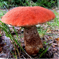 Мицелий Подосиновика обыкновенного / Красноголовик (Leccinum aurantiacum) Мицелий Подосиновика обыкновенного / Красноголовик (Leccinum aurantiacum)
